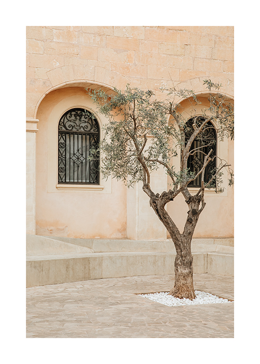 – Zdjęcie drzewa oliwnego na ulicy na Majorce w Hiszpanii