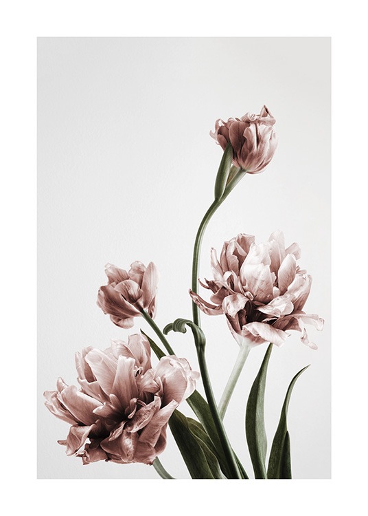 Pink Tulipe No3 Plakat