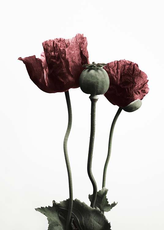 Red Poppy Flower Plakat / Botanika w Desenio AB (2122)
