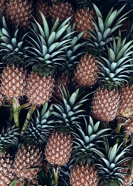 Pineapple Fruits Plakat