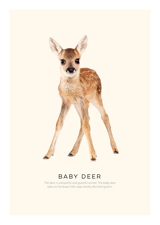 Baby Deer Plakat