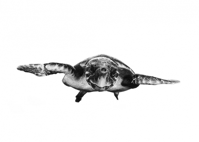 White And Turtle Plakat
