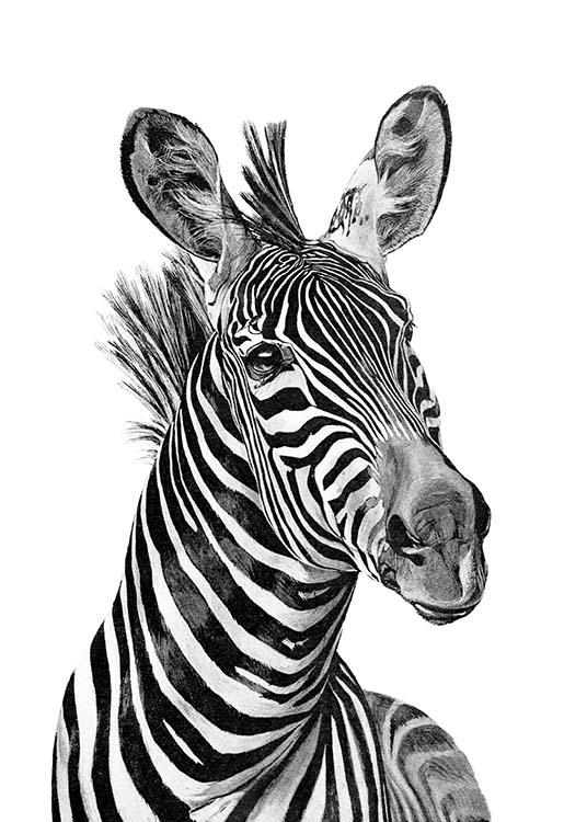 Zebra Black And White Plakat