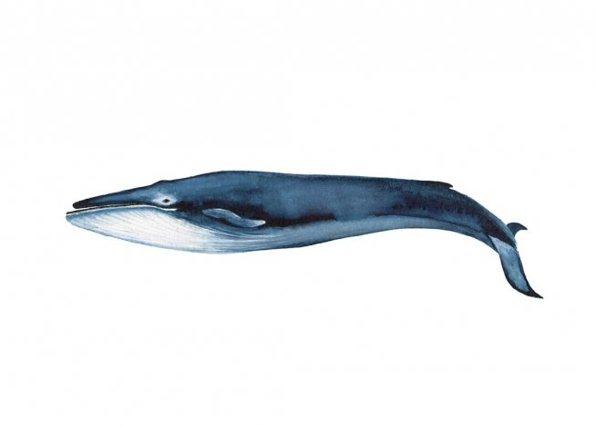 Blue Whale Plakat / Zwierzęta w Desenio AB (2541)