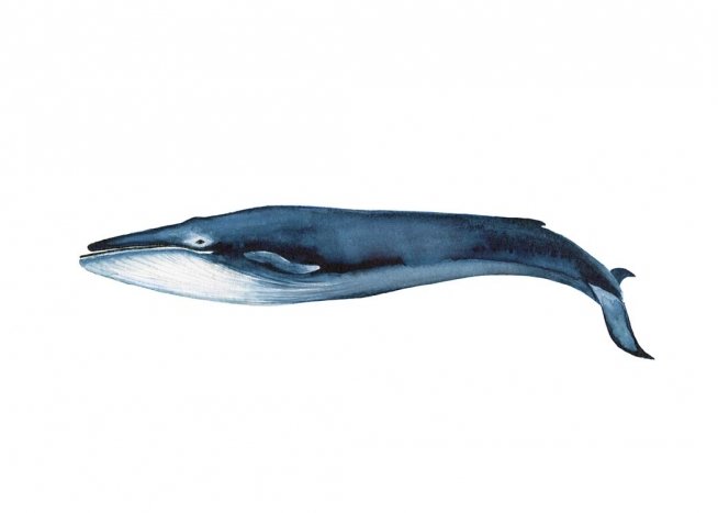 Blue Whale Plakat