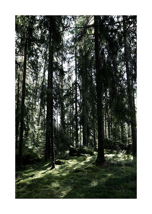 Forest Trees Plakat