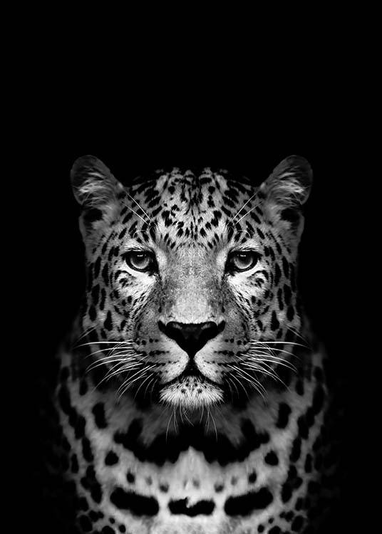 Leopard B&W Plakat / Czarno-białe w Desenio AB (2912)
