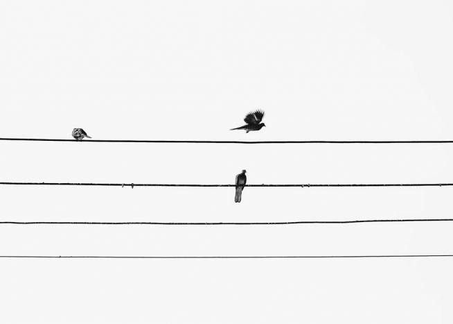 Birds On The Wire Plakat