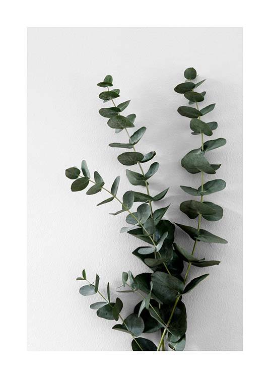Eucalyptus Branch Two Plakat
