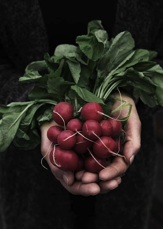 Radish Plakat