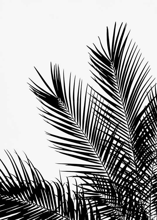 Black Palm Tree One Plakat