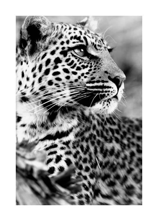 Leopard Plakat