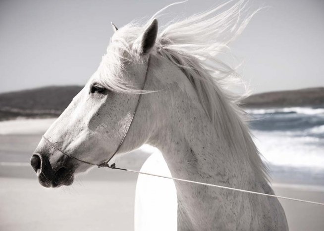 White Horse On Beach Plakat