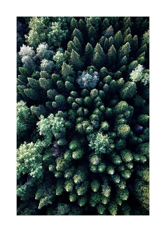 Forest Aerial Plakat