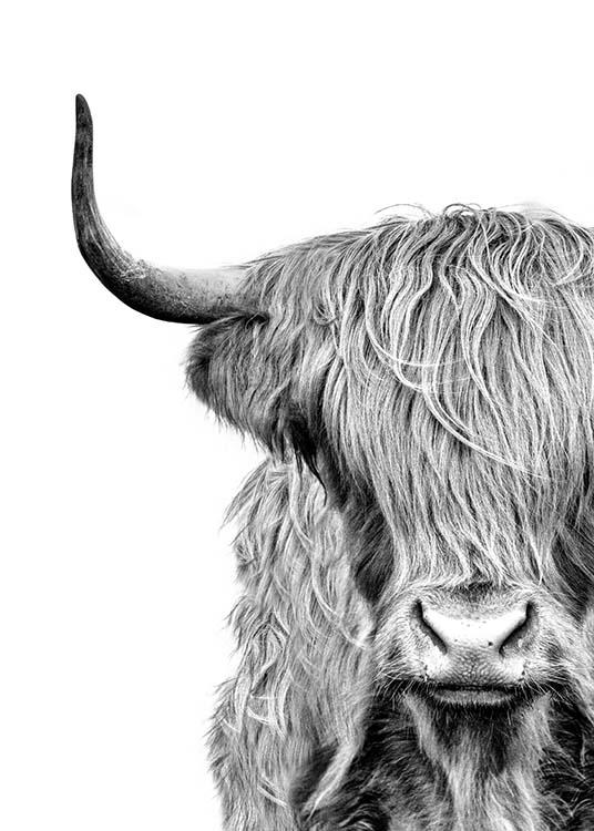  – Czarno-białe zdjęcie pyska krowy wyżynnej z futrem na oczach