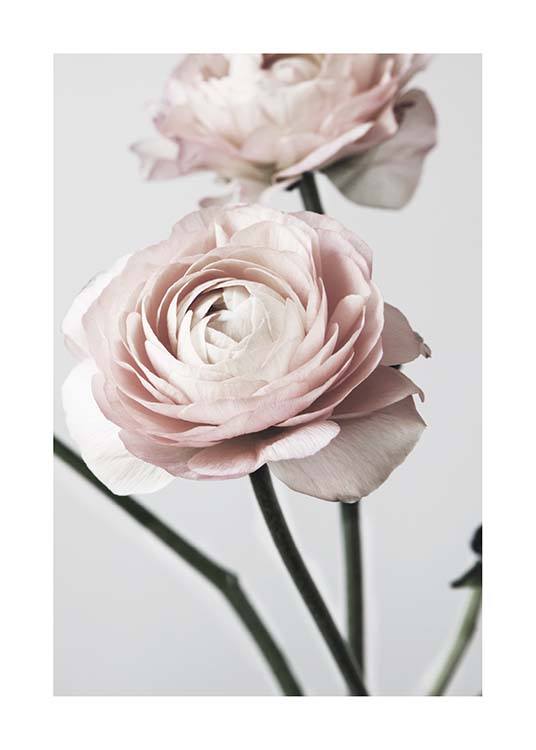 Pink Ranunculus One Plakat / Fotografia w Desenio AB (3923)