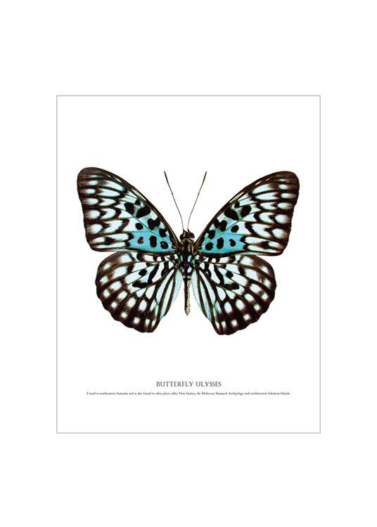 Butterfly Turqouise, White Frame, Plakat