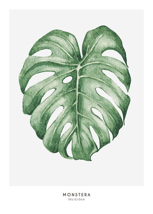 Monstera, Plakat