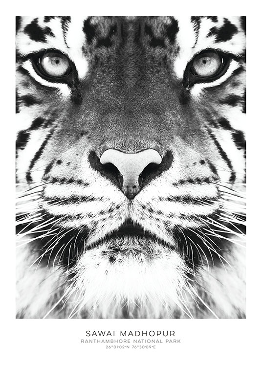 Tiger, Plakat