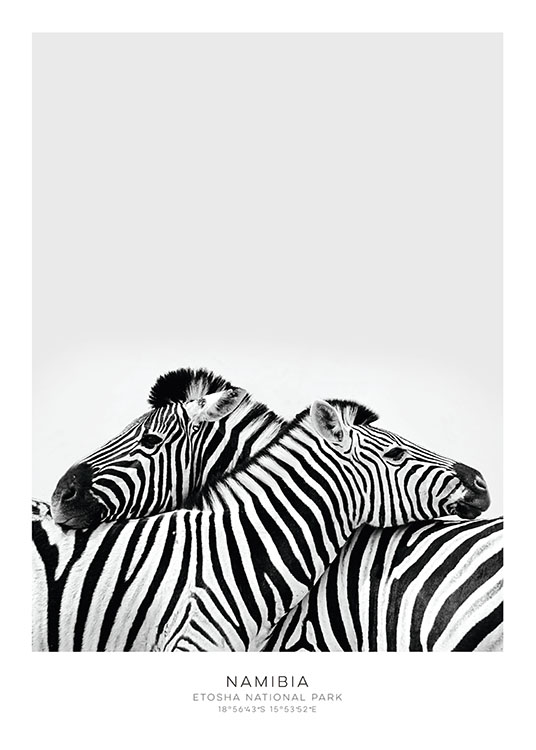 Zebra Plakat