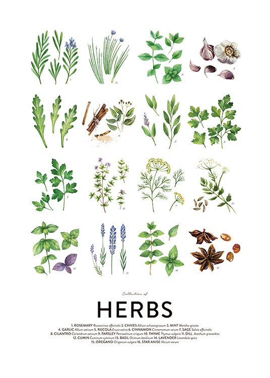 Culinary Herbs, Plakat