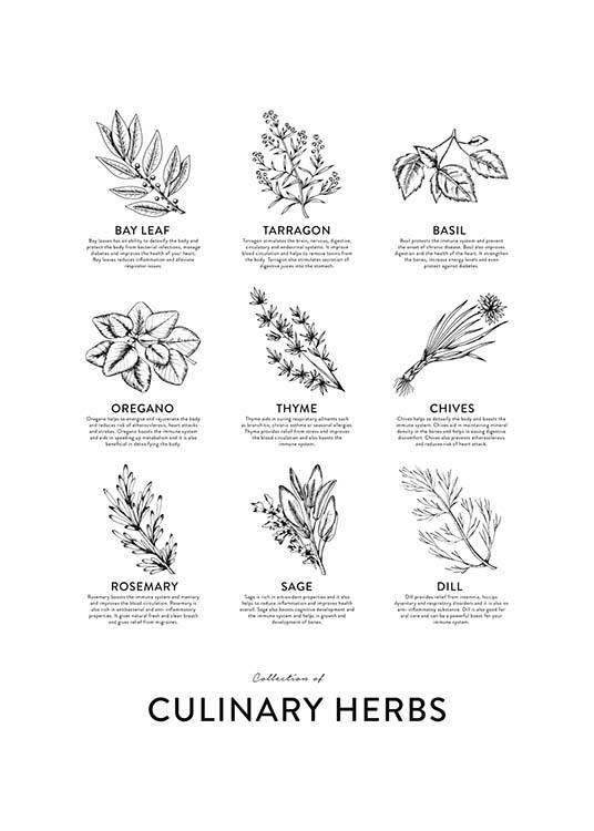 Collection Of Herbs, Plakat