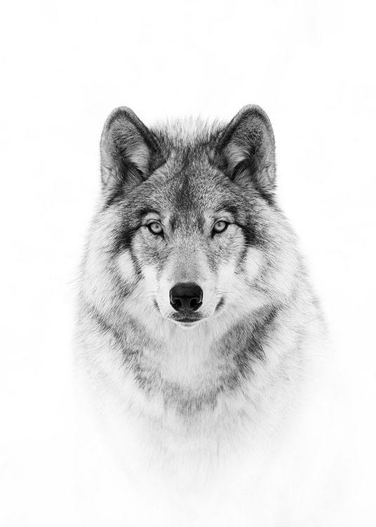 Wolf Plakat / Czarno-białe w Desenio AB (8693)