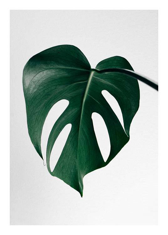 Monstera One Plakat