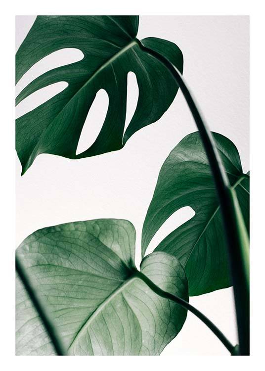 Monstera Three Plakat