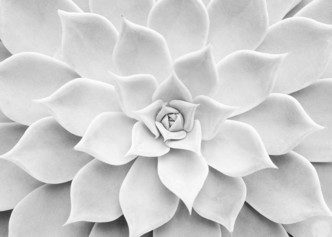 White Succulent Plakat