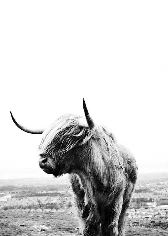 Highland Cow Plakat
